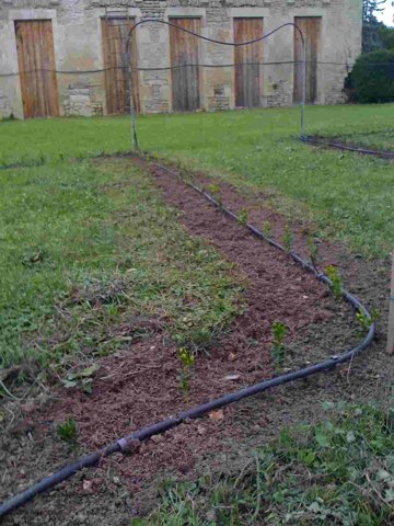 Le potager de buis en 2009