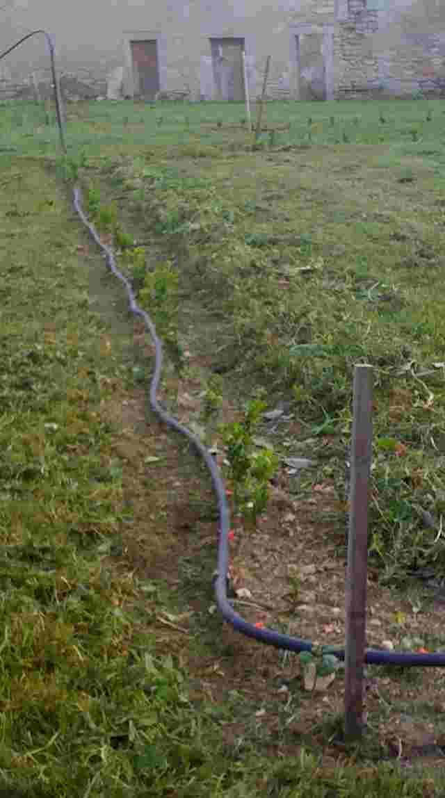 Le potager de buis en 2009