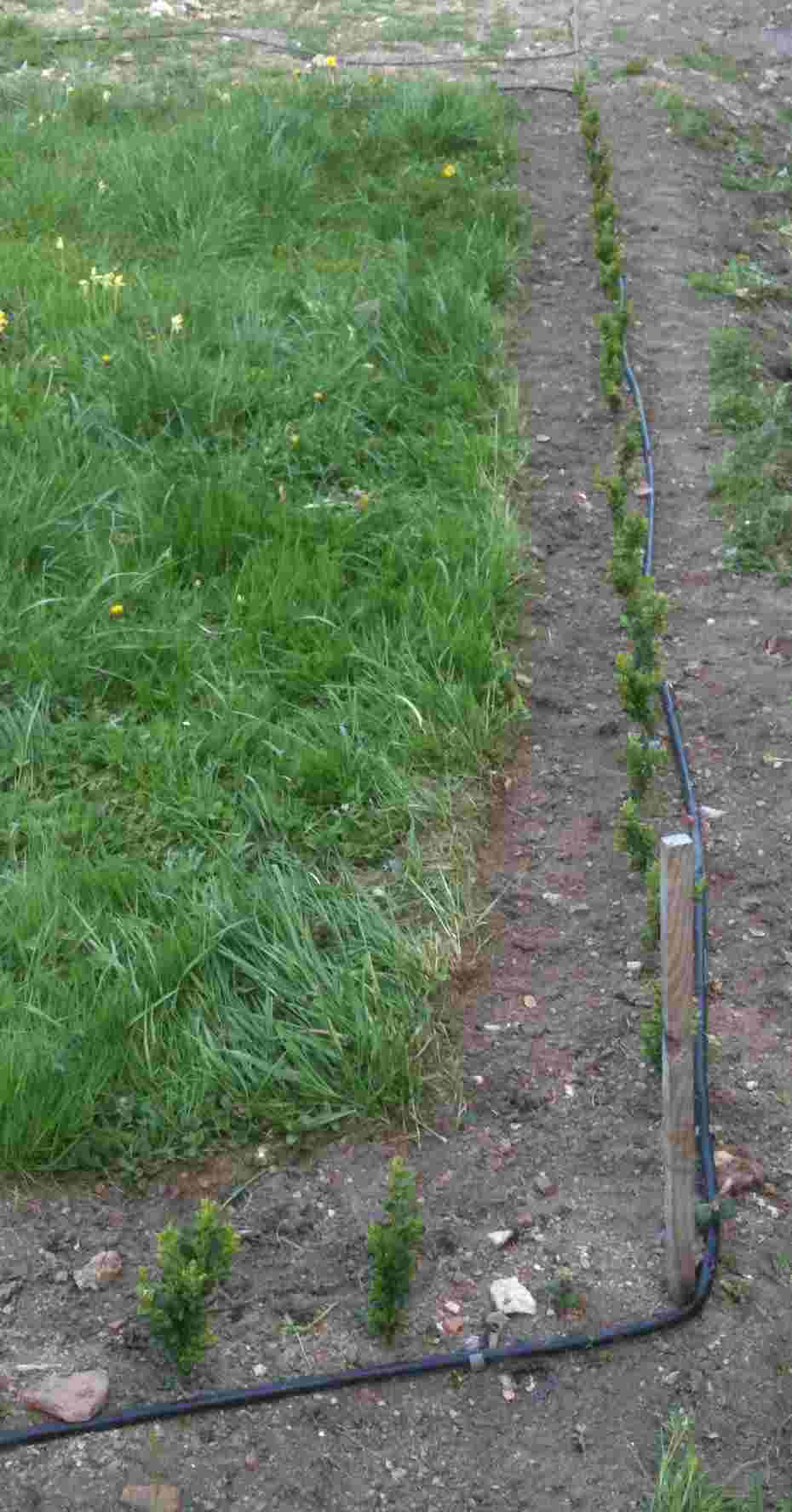 Le potager de buis en 2009