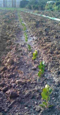 Le potager de buis en 2009